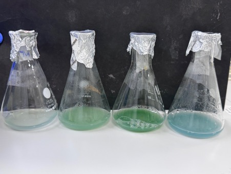 Pseudomonas aeruginosa responds to being grown in different media by turning on the production of different pigments