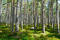 forest-272595_1280