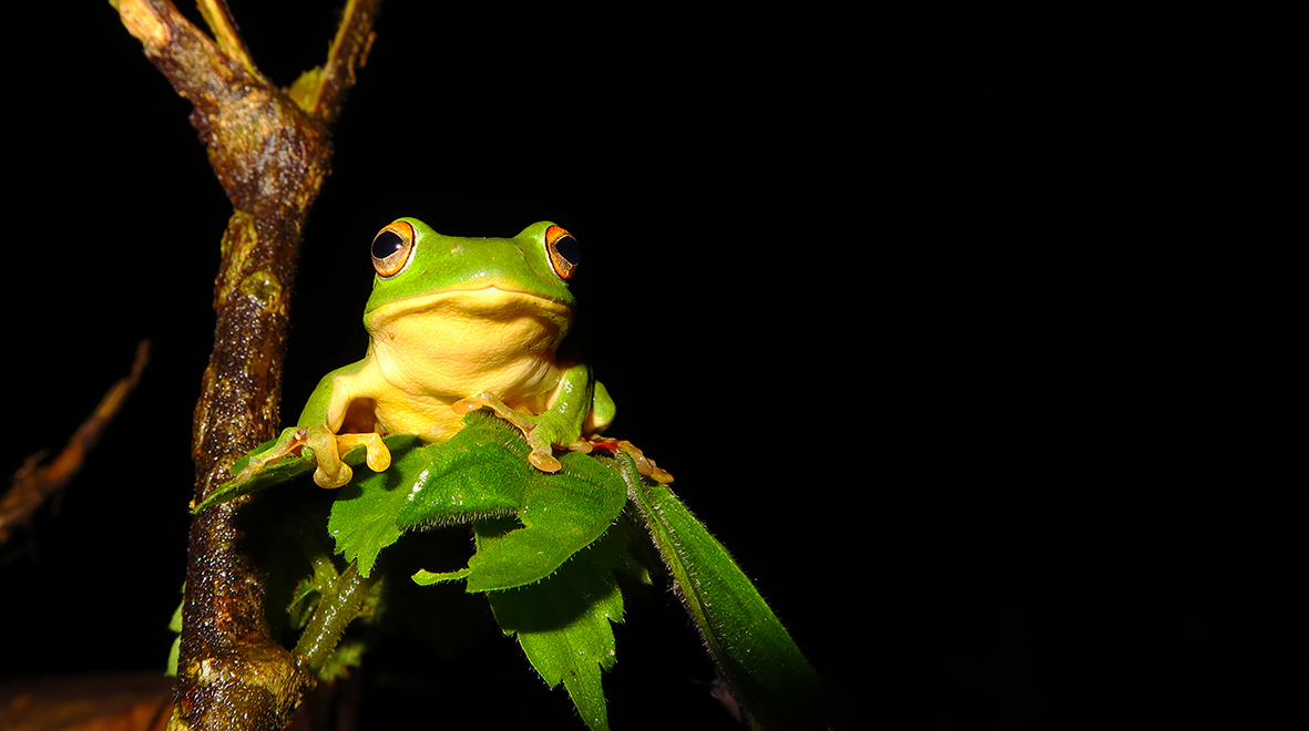 Why are we studying frogs in the School of Public Health?