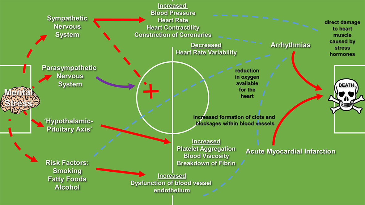 flight or fight pathway