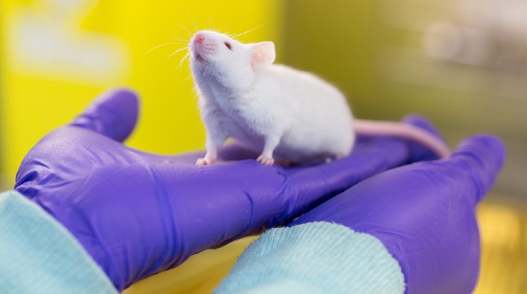 replacing animals in medical research grants