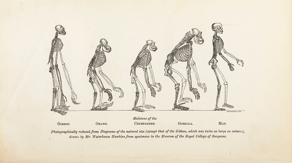 Why Do We Love? Evolution And Biology