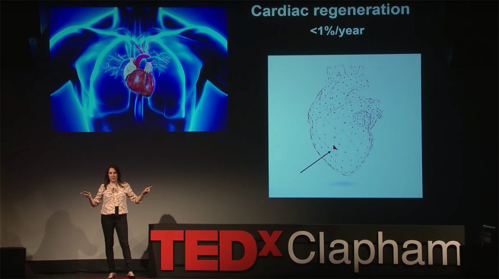 Building A Heart One Cell At A Time Imperial Medicine Blog building-a-heart-one-cell-at-a-time-imperial-medicine-blog