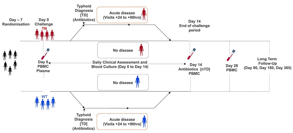 Typhoid toxin