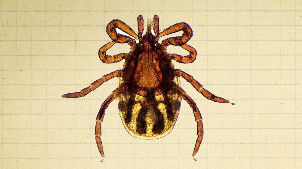 Alive and ticking Is Lyme disease on the rise in the UK?