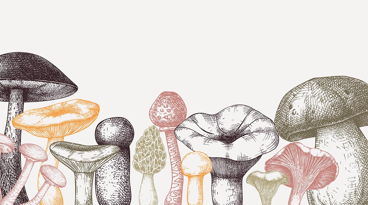 illustration of fungi
