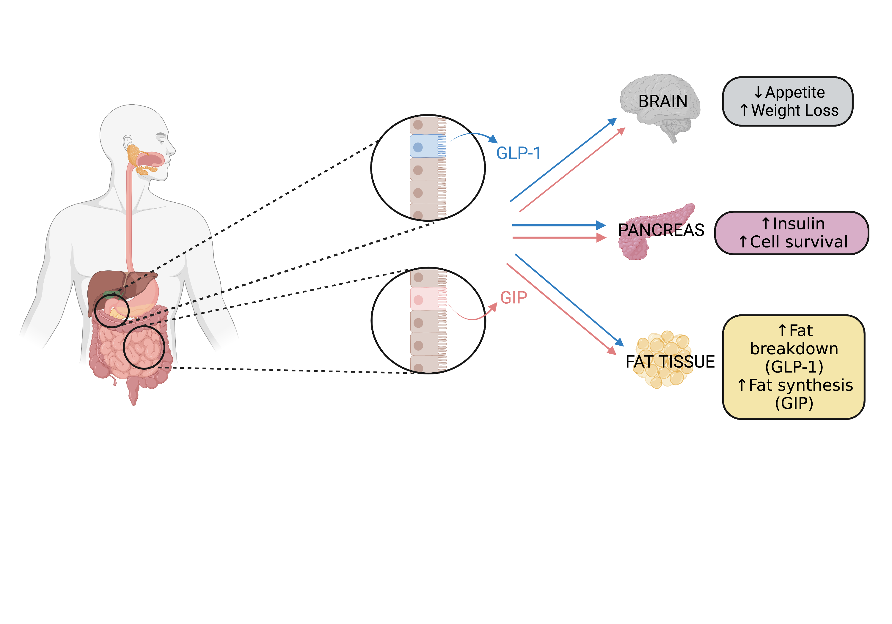 Key metabolic actions of the incretin hormones GLP-1 and GIP. Adapted from Moura et al., Nature Medicine (2022).