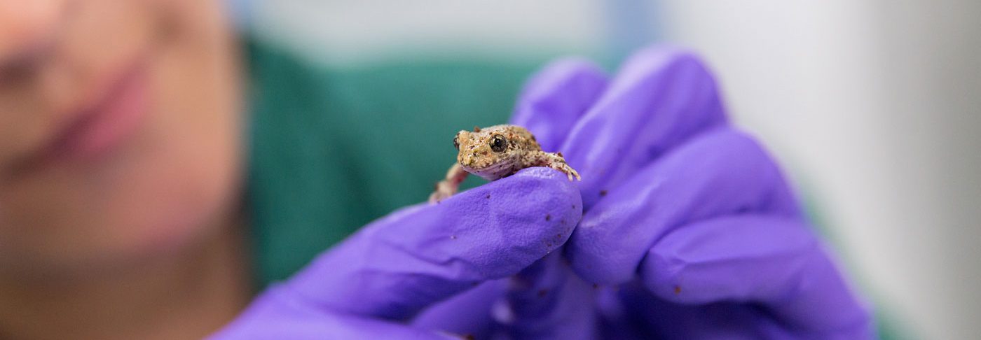 Scientist handling frog