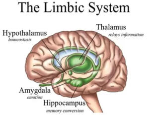 parts of the brain related to anxiety and depression