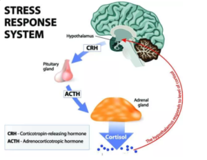 stress response via HPA axis