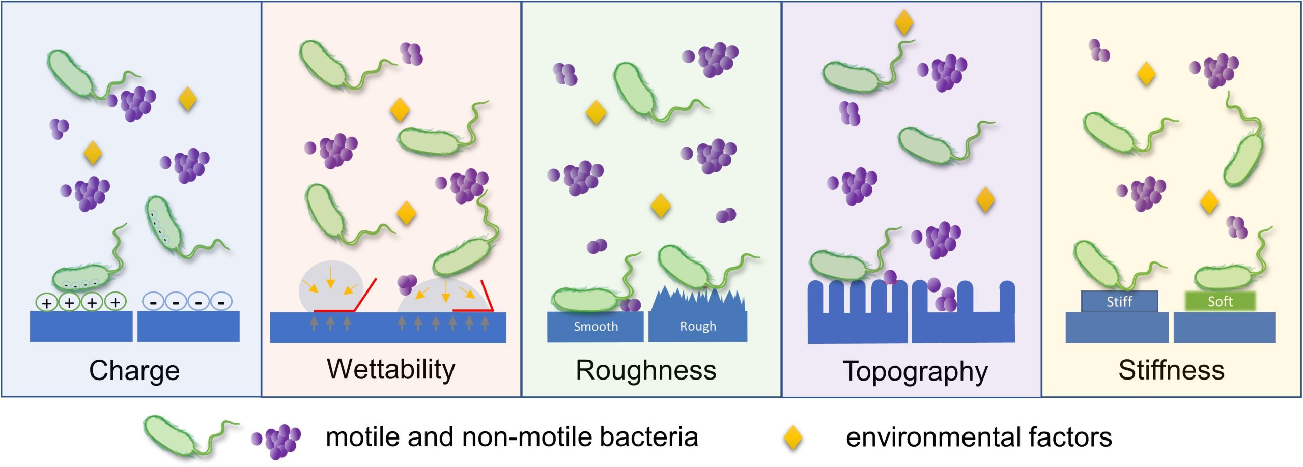 Infographic showing which surface characteristics influence bacterial adhesion to a surface: charge, wettability, roughness, topography, stiffness