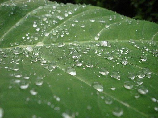 Water droplets on a leaf surface. 