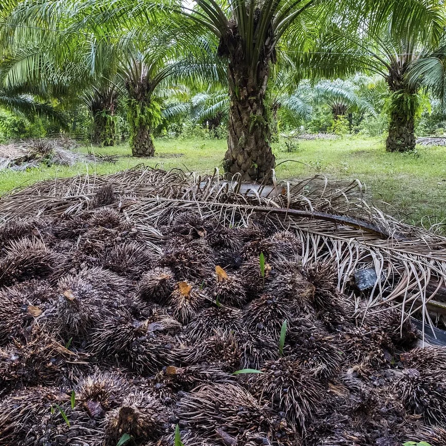 Empty fruit bunches in palm oil plantation.