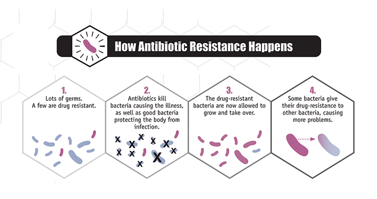 Steps on how antibiotic resistance happens. 1. Lots of germs, some are drug resistant. 2. Antibiotics kill the bacteria causing the illness, as well as good bacteria protecting the body from infection. 3. The drug-resistant bacteria are now allowed to grow and take over. 4. Some bacteria give their drug-resistance to other bacteria, causing more problems.