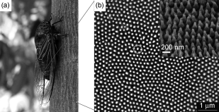 On the left: image of a cicada. On the right: zoomed-in image of cicada wing surface showing nano structures.