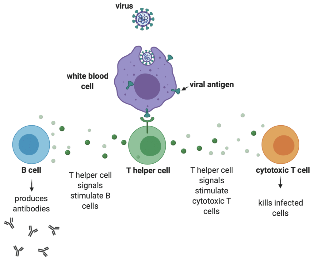 Immune response diagram. T-cells recognise the epitope presented by white blood cells infected with a virus starting an immune response. Image credit: Gertrud U. Rey.