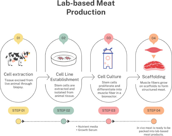 Schematic describing the steps for meat production in the lab.