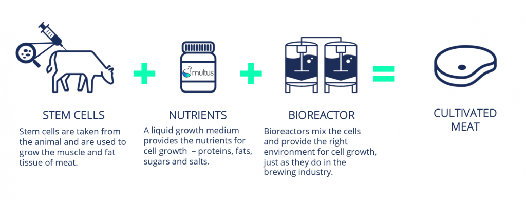 Simplified cultivated meat production process. Image credit: Multus Biotechnology