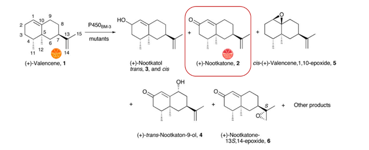 On the left, chemical structure of valencene. Upon treatment with the enzyme P450, valencene is transformed into new compounds which appear on the right side of the image. Among them is Nootkatone.