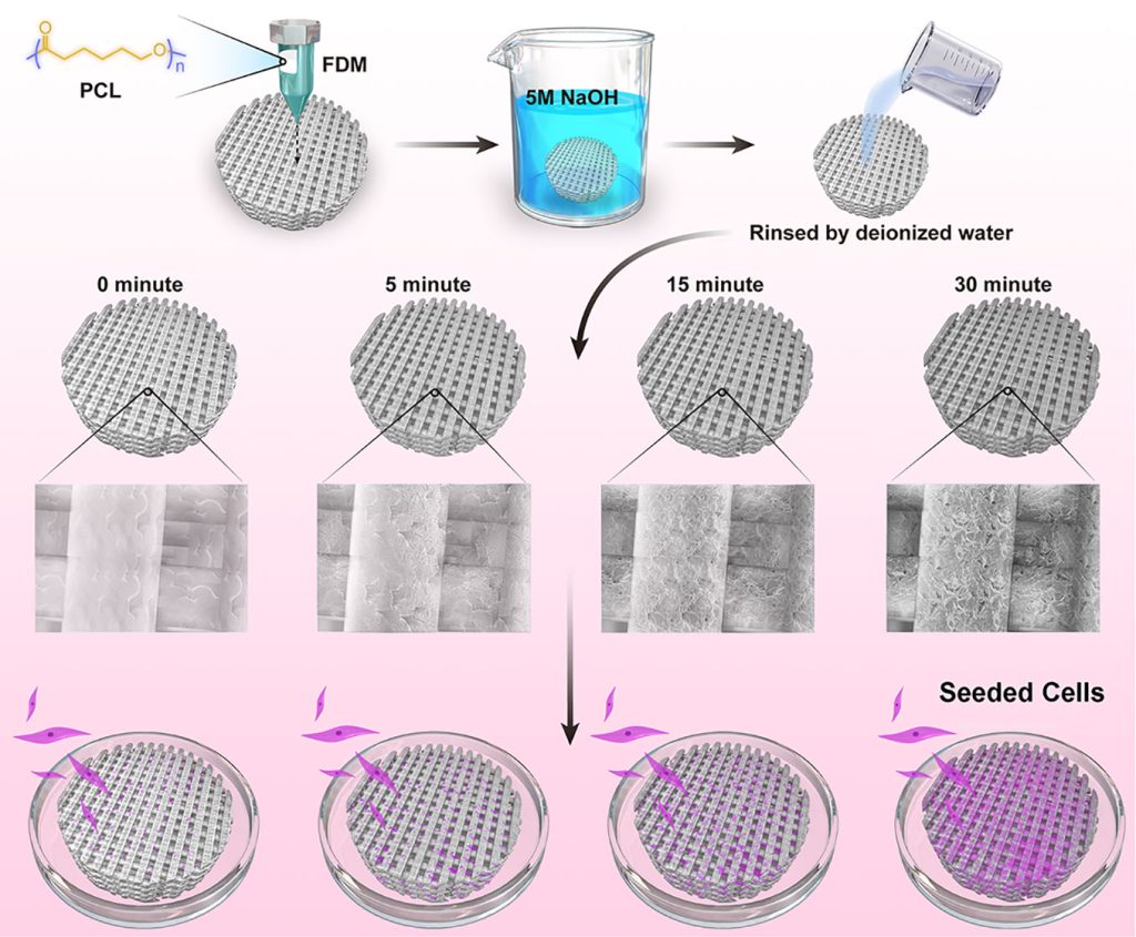 Diagram showing NaOH scaffolds seeded with cells.