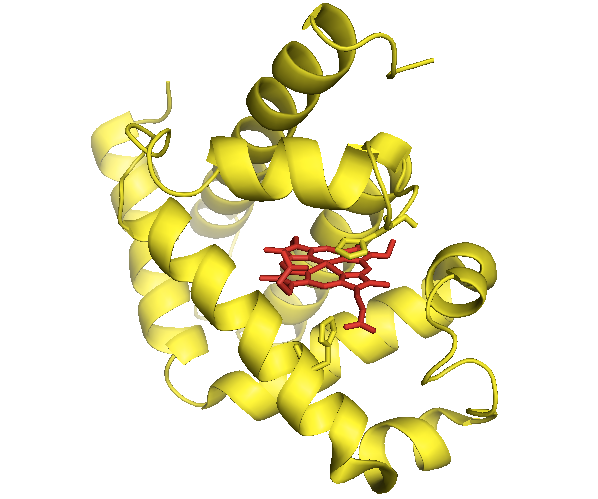 The first protein structure ever solved: myoglobin. Image credit: Cureffi.