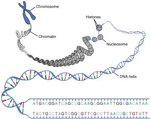 DNA macrostructure: from nucleotides (A, G, T, C) into the DNA helix, histones, nucleosomes, chromatin and the chromosome.