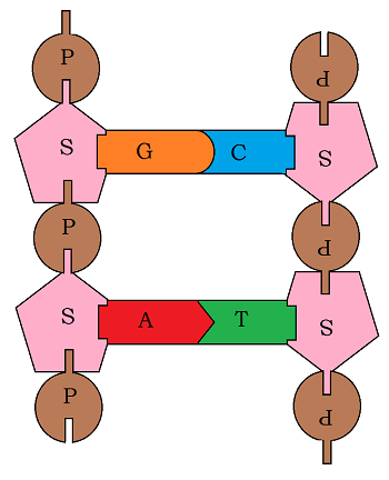 DNA model, divided into blocks