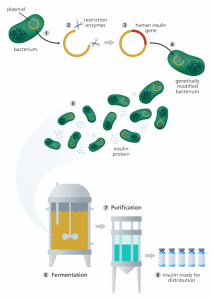 Human insulin production through genetic engineering in bacteria. 