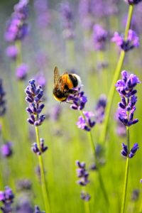 Close-up photo of a bee on lavender, by Adonyi Gábor on Unsplash