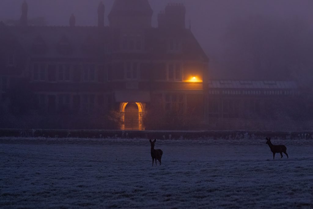 Two roe deer spotting in the winter evening, in front of the Manor House, shrouded in fog.