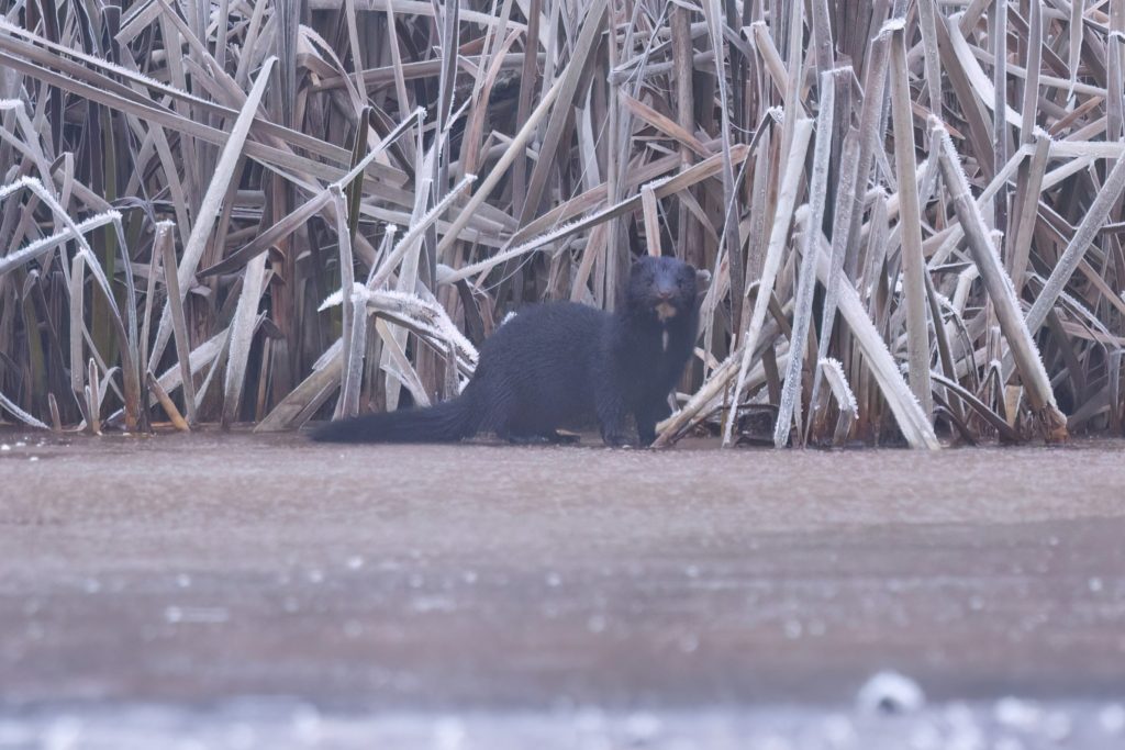 An American mink hunting for breakfast on the frozen Silwood Lake on a cold winter morning.