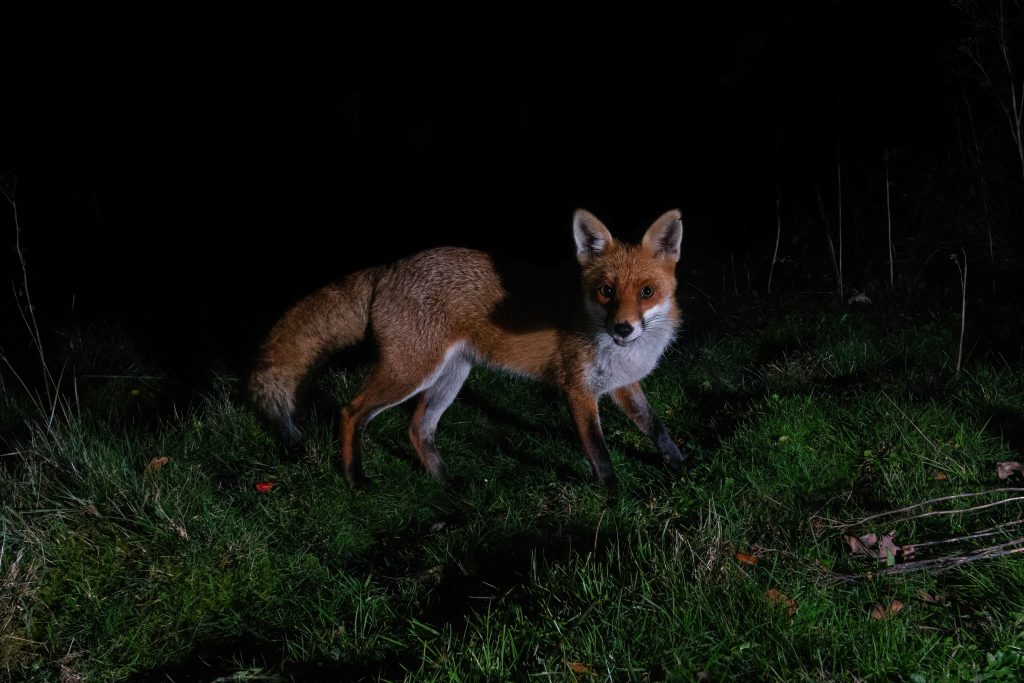 Camera trap photo of a red fox using a more advanced camera with a specialised sensor system.