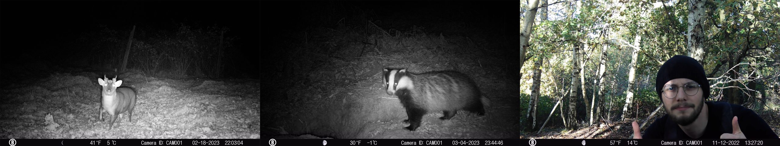 Camera trap images of a Reeve's muntjac, European badger, and one of the team members.