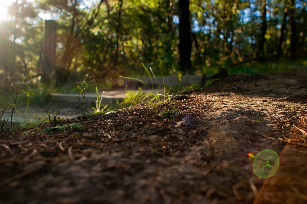 A photo of grassy soil, in the sunlight.