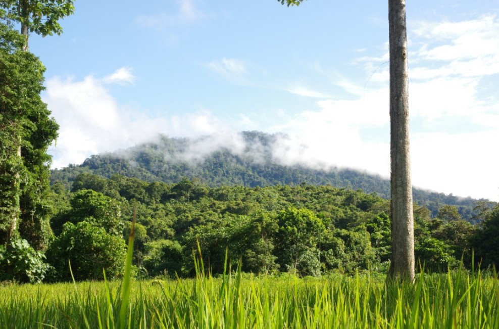 Well-preserved dipterocarp forests on the outskirts of a rice plantation of a territory managed by Indigenous communities of the Malaysian uplands. Low logging pressure in these areas assured the preservation of endangered plant and animals. 