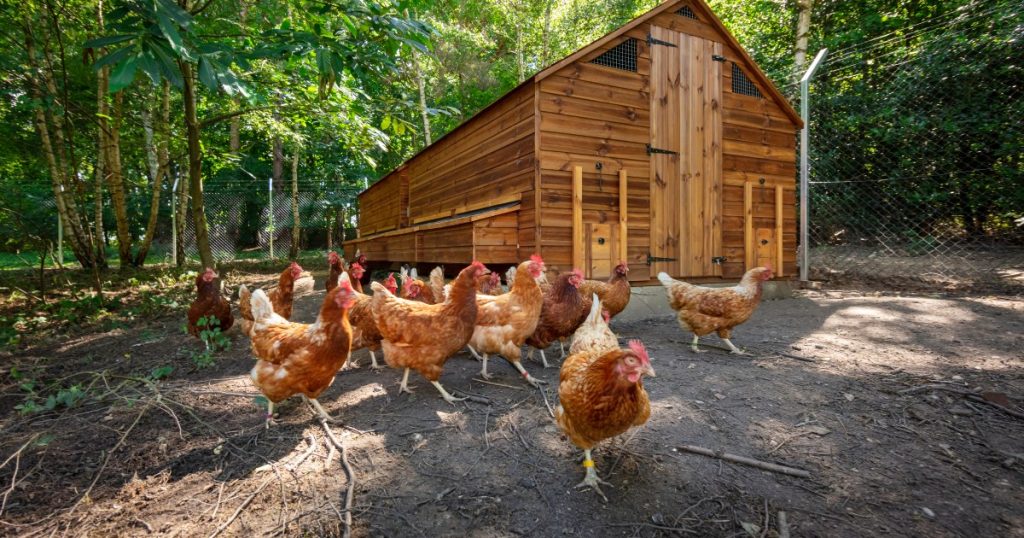 several chickens outside a coop