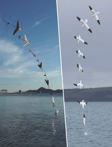 Drone dives into water like a gannet